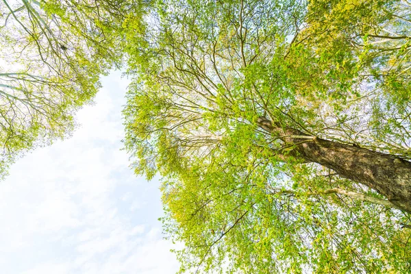 Bei rami di alberi su cielo blu  . — Foto Stock