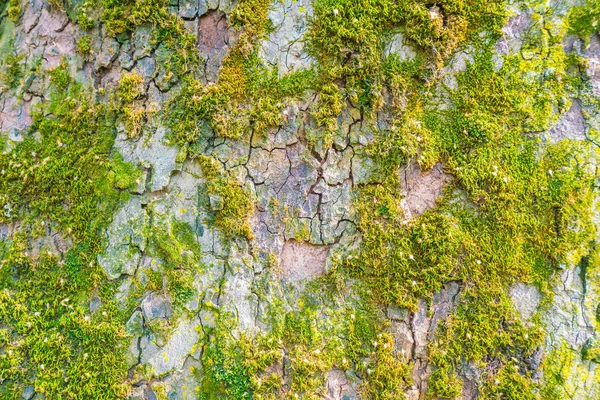 Madeira texturizada com musgo verde  . — Fotografia de Stock