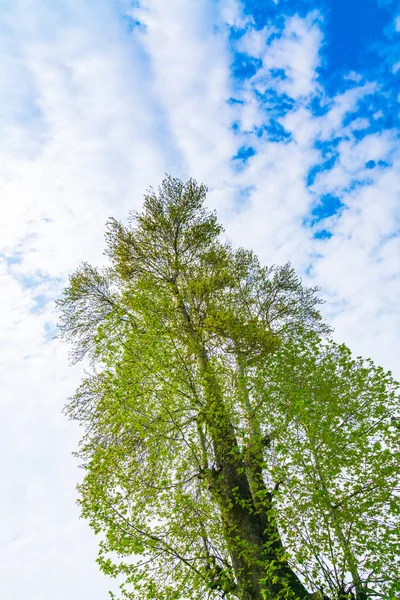 Schöne Bäume verzweigen sich am blauen Himmel . — Stockfoto