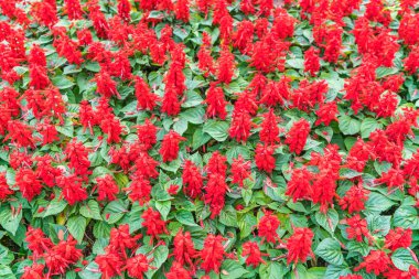 Güzel Çiçekler arka planı