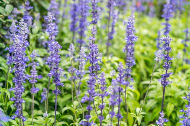 Güzel Çiçekler arka planı