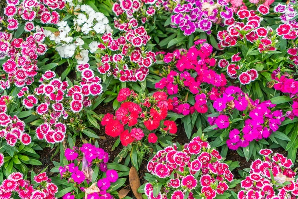 Mooie bloemen achtergrond — Stockfoto