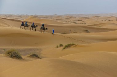 tourist in merzouga desert in dromeraries clipart