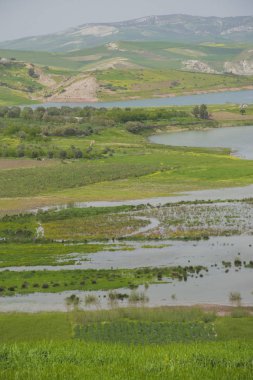 Fas yeşil çayırlar