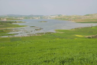 Fas yeşil çayırlar