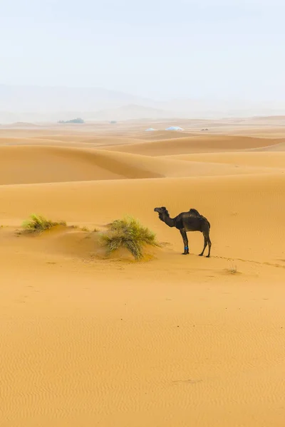 Tourist Merzouga Desert Dromeraries — Stock Photo, Image
