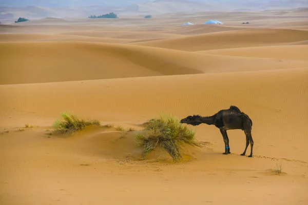 Tourist Merzouga Desert Dromeraries — Stock Photo, Image