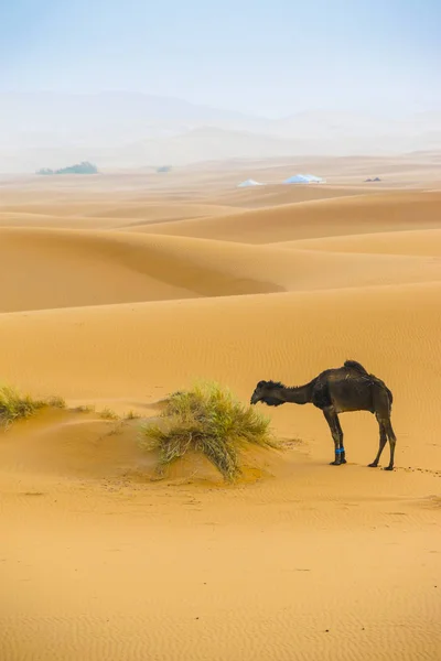 Turista Poušti Merzouga Dromeraries — Stock fotografie