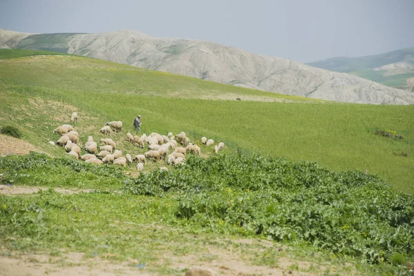 Prados Verdes Marruecos — Foto de Stock