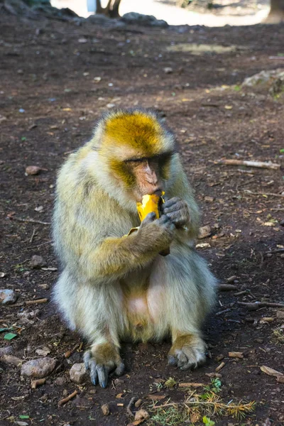 位于摩洛哥 Azrou 的中部阿特拉斯山脉的巴巴里猕猴 — 图库照片