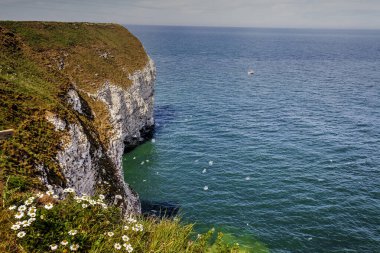 Flamborough Sahili Uçurumu, Yorkshire, İngiltere.