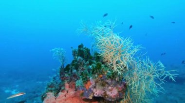 Su altı manzarası - Derin bir zirvede sarı gorgonyalı 