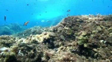 Akdeniz resiflerinde sualtı sahnesi dalışı