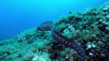 Vahşi yaşam su altında - Moray yılan balığı kameradan sıyrıldı - Mayorka İspanya 'da tüplü dalış