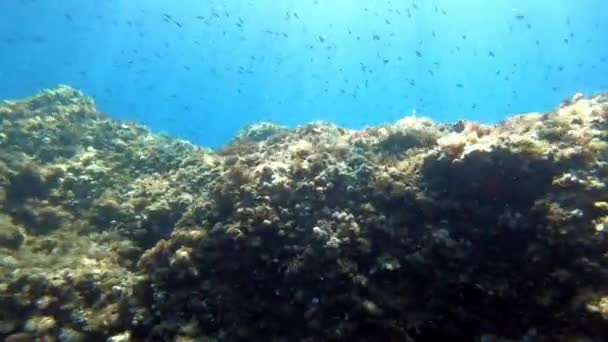 Arrecife Marino Mediterráneo Paisaje Submarino — Vídeos de Stock