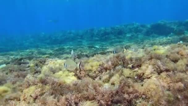 地中海の水中生活 サンゴ礁の中の魚のクリーム — ストック動画