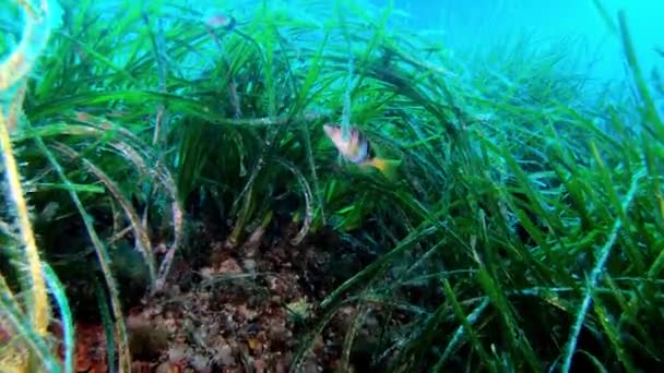 Verborgen Rifvissen Een Zeebodem Middellandse Zee Onderwater Scene — Stockvideo