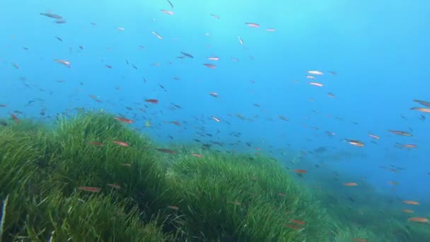 Underwater Scene Little Fishes Sardines Swimming Green Posidonia Seaweed Seabed — Stock Video