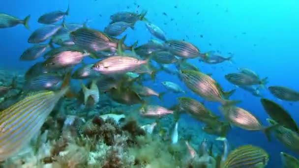 Podvodní Scéna Pov Zlaté Proužkované Ryby Salema Fish Plavající Blízkosti — Stock video