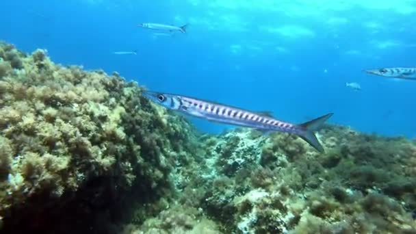 Scuba Buceo Arrecife Mallorca Barracudas Aguas Poco Profundas — Vídeo de stock