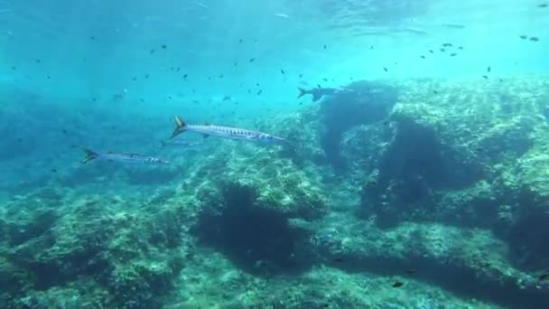 Undervattensscen Barracudas Grunt Vatten Dykning Mallorca Spanien — Stockvideo