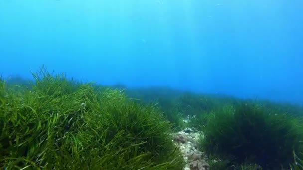 Natuur Onderwater Aalscholver Die Zeebodem Zwemt — Stockvideo