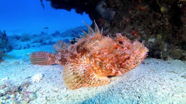 Fauna Selvatica Subacquea Grande Pesce Scorpione Rosso Tranquillo Fondale Sabbioso — Video Stock