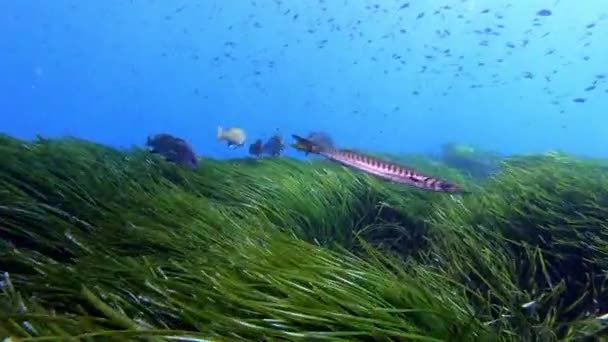 Scène Sous Marine Poissons Bar Brun Seul Barracuda Nageant Dessus — Video