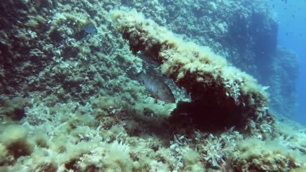 Podvodní Scéna Grouper Fish Reef — Stock video