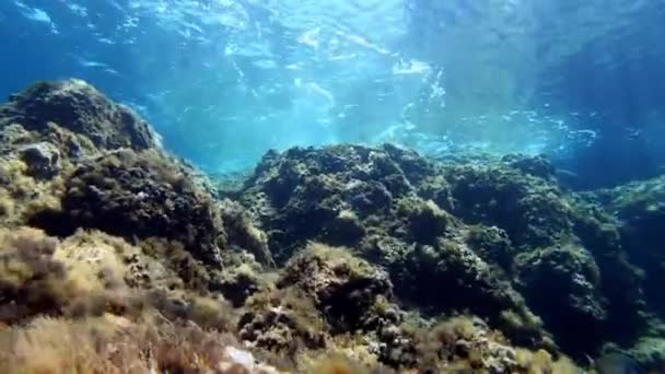 Paysage Sous Marin Plongée Sous Marine Majorque Vagues Dans Récif — Video