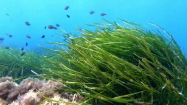 Suyun altındaki doğa - Çok yeşil bir deniz yosununun üzerinde yüzen küçük balıklar
