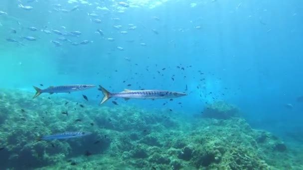 카메라에 가까운 바라쿠다스 스페인 마요르카의 스쿠버 다이빙 — 비디오