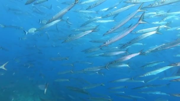 Bardzo Duża Szkoła Ryb Barakudy Morze Śródziemne Środowisko Naturalne — Wideo stockowe