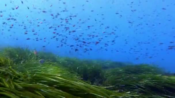 Маленькие Рыбки Мели Кремово Голубой Воде Над Зеленым Морским Дном — стоковое видео