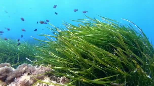 水下自然 幼鱼在非常绿的海藻海床上游动 — 图库视频影像