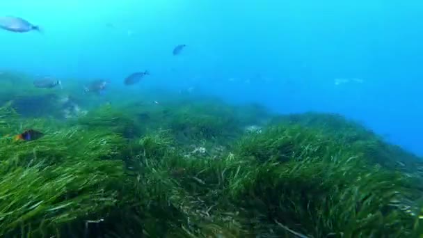 Подводная Природа Зелёная Posidonia Seaweed Seabed Балеарские Острова Водой — стоковое видео