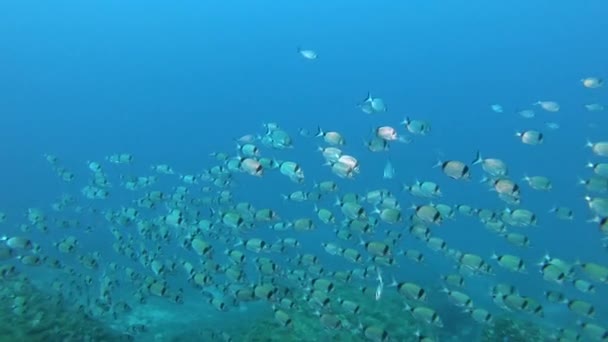 Dua Banded Breams School Mediterranean Sea Life — Stok Video