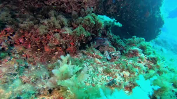 野生生物水中 カメラから地中海モレイウナギの彫刻 — ストック動画