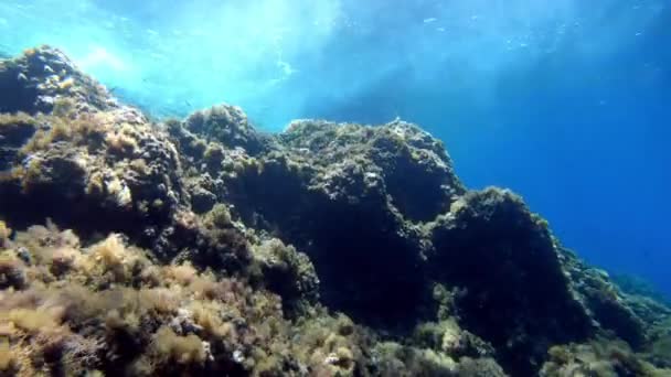 Подводный Пейзаж Риф Средиземного Моря — стоковое видео