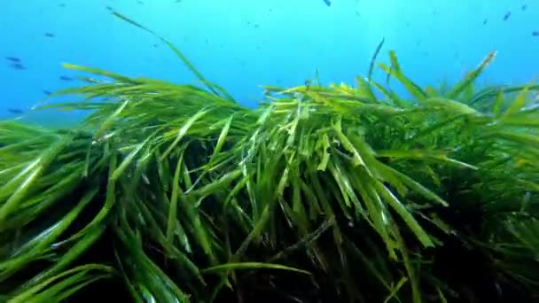 緑のポシドニア海草海底 バレアレス諸島のスキューバダイビング — ストック動画