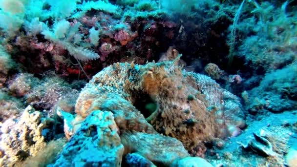 水下海洋生物 非常安静的章鱼保护他的洞穴 — 图库视频影像