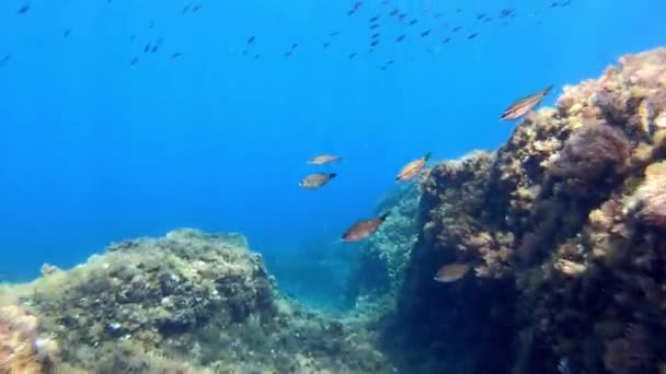 Undervattens Landskap Pov Dykning Mallorca Spanien — Stockvideo