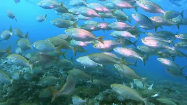 Goudgestreepte Vissen Barracuda Een Balearen Rif — Stockvideo