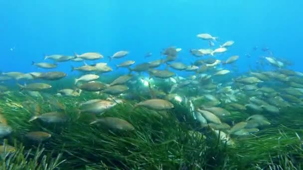 緑の海草畑に金網魚 地中海の海の自然水中 — ストック動画