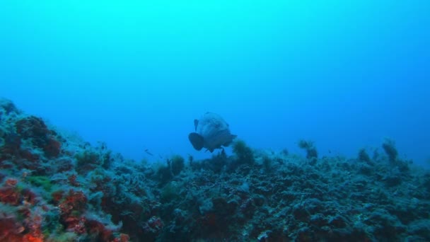 深蓝色水中的地中海石斑鱼 西班牙马约卡的Scuba潜水 — 图库视频影像