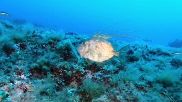 マヨルカ島でのスキューバダイビングスペイン ジョン ドリーまたは深海でのサンピエトロの魚の水泳 — ストック動画