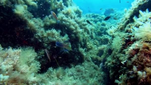 水中シーン 地中海の海のサンゴ礁で食べるカラフルなサンゴ礁の魚 — ストック動画