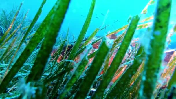 Onderwater Tandbaars Vis Verborgen Een Groene Posidonia Zeebodem — Stockvideo