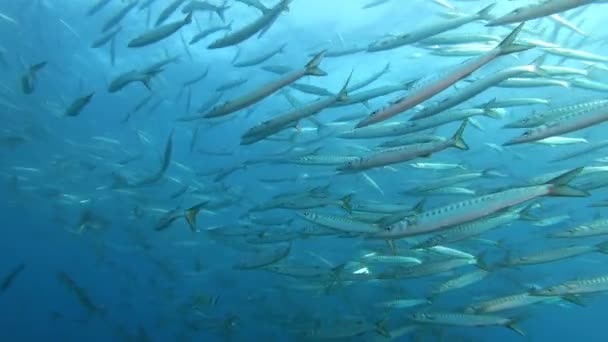 Très Grand Banc Poissons Barracudas Eaux Peu Profondes Faune Marine — Video