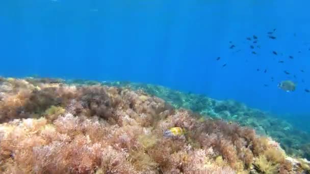 Pescado Colorido Arrecife Mallorca — Vídeo de stock